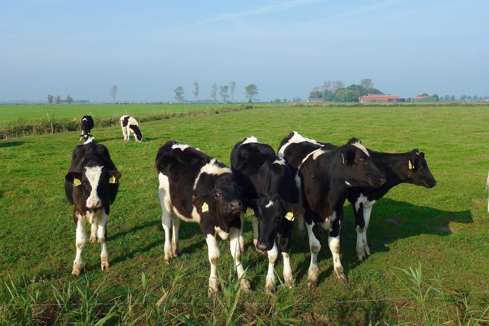 Ferienhof Van Vlyten_ 45006 Jemgum Zewnętrze zdjęcie